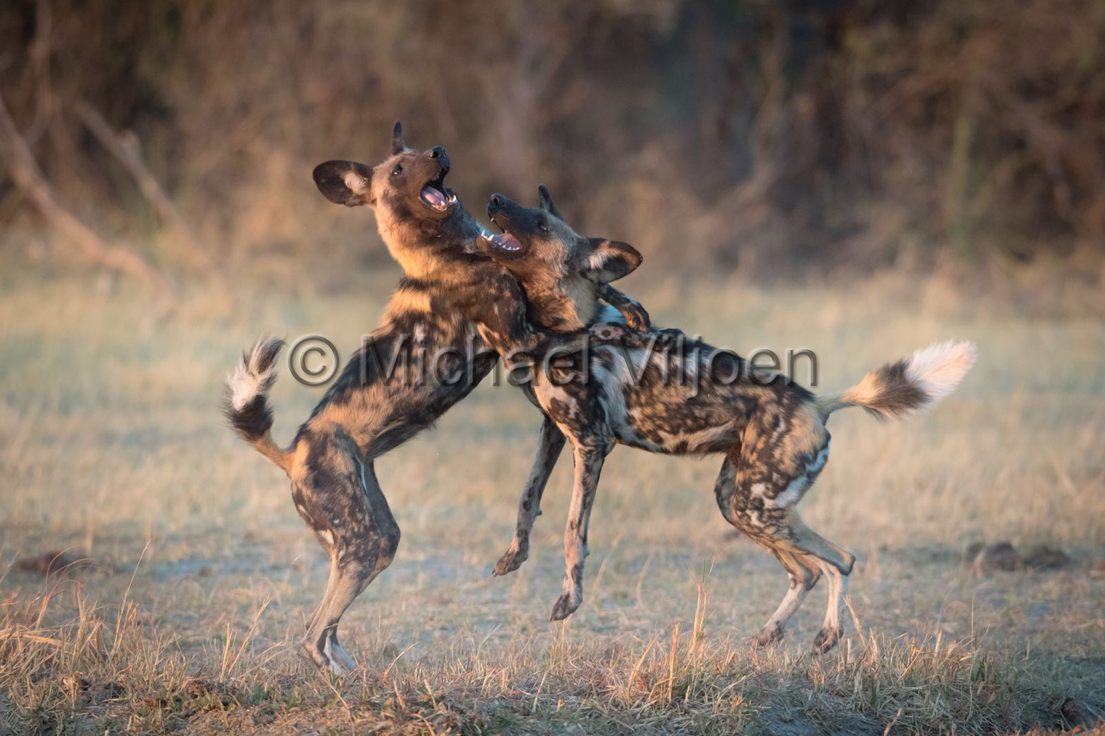 Mammals Photography